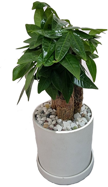 도도팜 화이트화분 스투키 산세베리아 몬스테라 호야 테이블야자 보석금전수 율마 녹보수 아이비식물 고무나무 오렌지자스민 파키라 지리홍 문샤인 스킨답서스 블루버드 맛상 천냥금, 1개, 18. 화이트 3촉파키라 1개