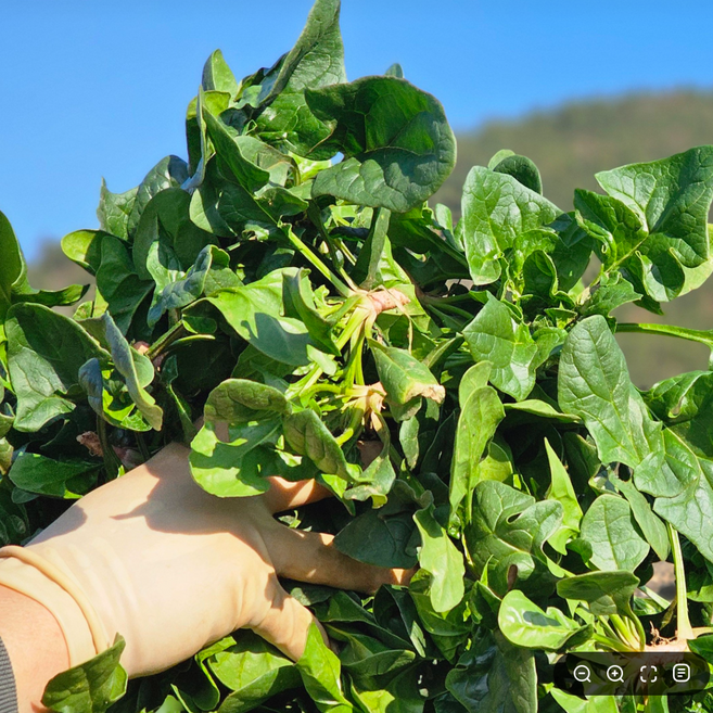 당일수확 명품 섬초 보물초 남해시금치, 1박스, 500g