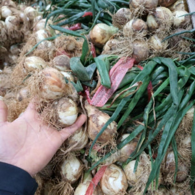 국내산 무안 햇 양파(줄기양파) 대크기 1단(3kg내외) 2단(5kg내외) 소크기 1단(3kg내외) 2단(5kg내외) 알뜰농장, 1개, 소크기1단(3kg)