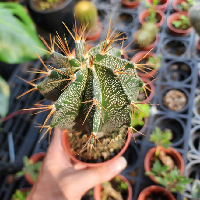 P老闆園藝 般若仙人掌, 1個, 3吋盆