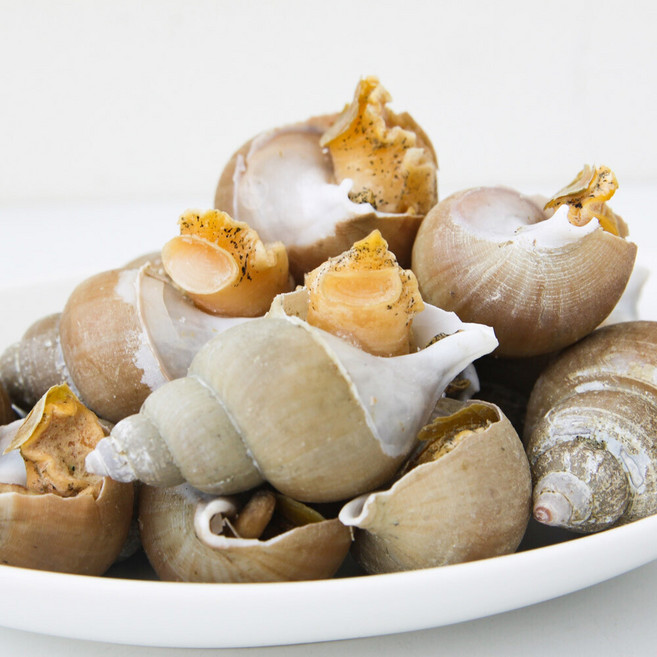 동해안 포항 구룡포 자연산 백고동 생물, 1개, 소소 1kg(60-70미 내외)