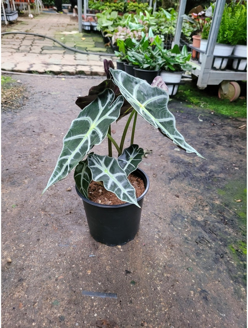 35~45cm 거북알로카시아 중품 89, 1개