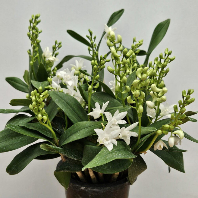 긴기아난 흰색28, 1개