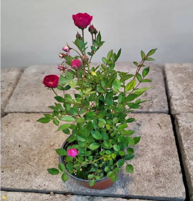 와인액찔레장미( 노지월동가능해요), 1개