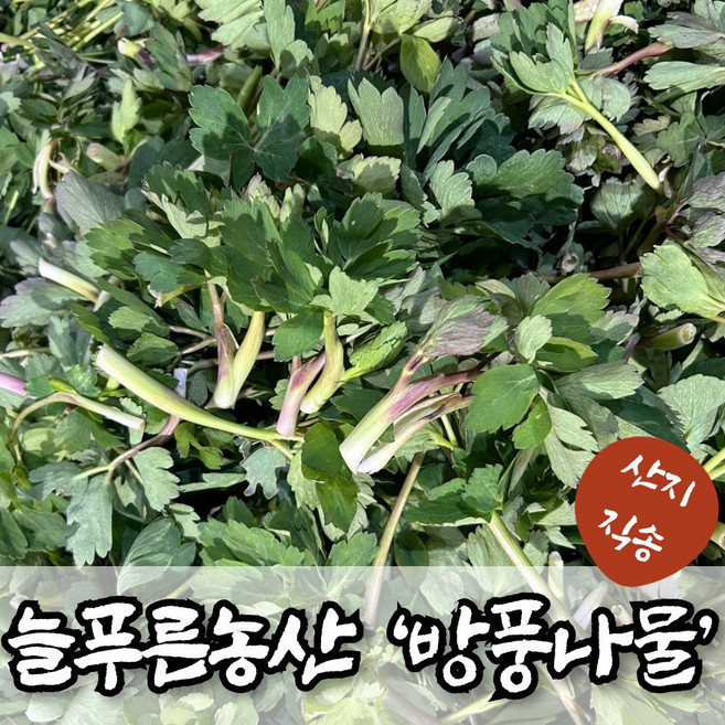 늘푸른농산 산지직송 여수 금오도 방풍나물, 1박스, 5kg