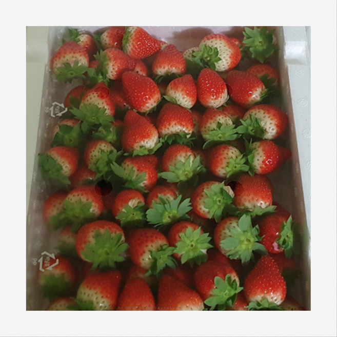[만식이] 여름딸기 꼬마 샌드 데코용1kg내외, 1개, 데코용(중)