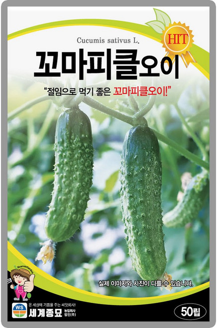 세계종묘 꼬마피클오이 씨앗 50립, 1개