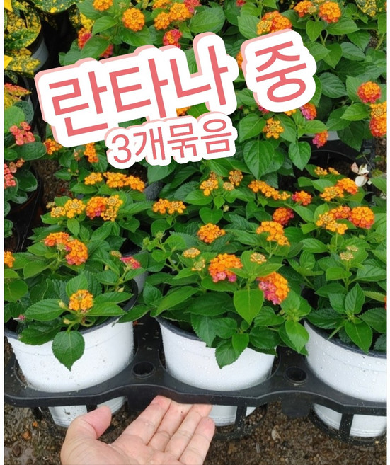 란타나 3개 중품/색깔이 일곱가지로 변한다 해서 칠변화꽃이라고