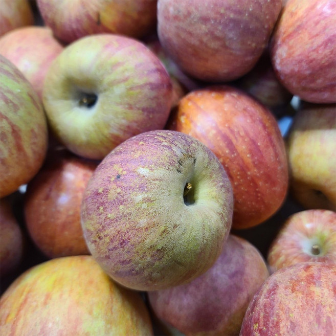 별담농 아침이슬사과 계절 주스용 사과, 주스용사과 9kg, 1박스