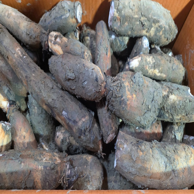 국내산 햇 연근 피연근 흙연근 파지상품 2kg 3kg 5kg, 1개, 파지연근2kg