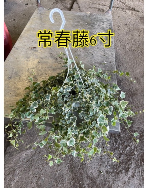 霏霏園藝 常春藤 6吋吊飾盆栽, 1個