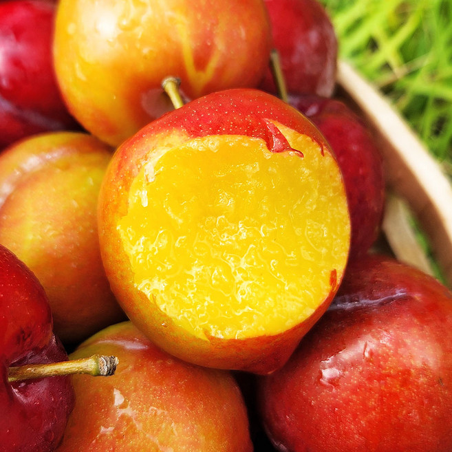 옥이네청과 햇 자두 로얄 대석자두, 3kg 소과 75과 내외 개당 35-45g, 1개