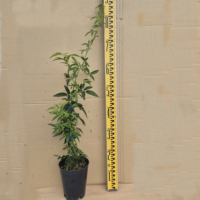 [서진스토어] 겹꽃노란색 목향장미 5치화분 개화주, 1개, 겹노랑 목향장미5치