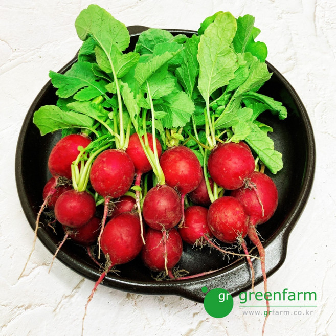 래디쉬 래디시 300g 빨간무 적환무 방울무 radish, 1개