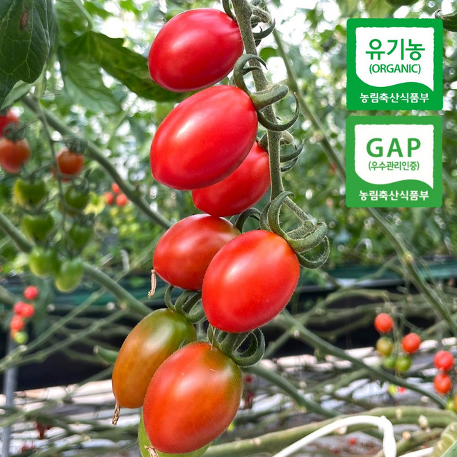 방울토마토 유기농 GAP 대추방울토마토, 1박스, 2kg