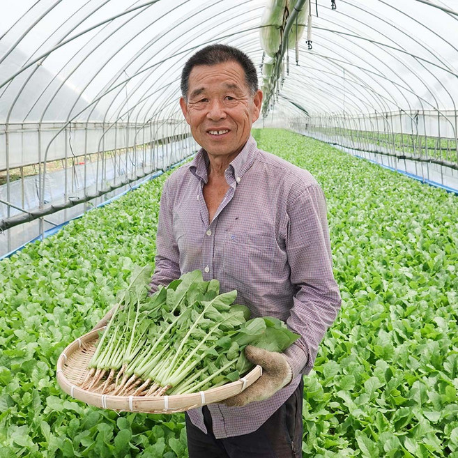 열무 산지직송 아삭아삭 당일수확 어린열무 2kg 4kg, 1개