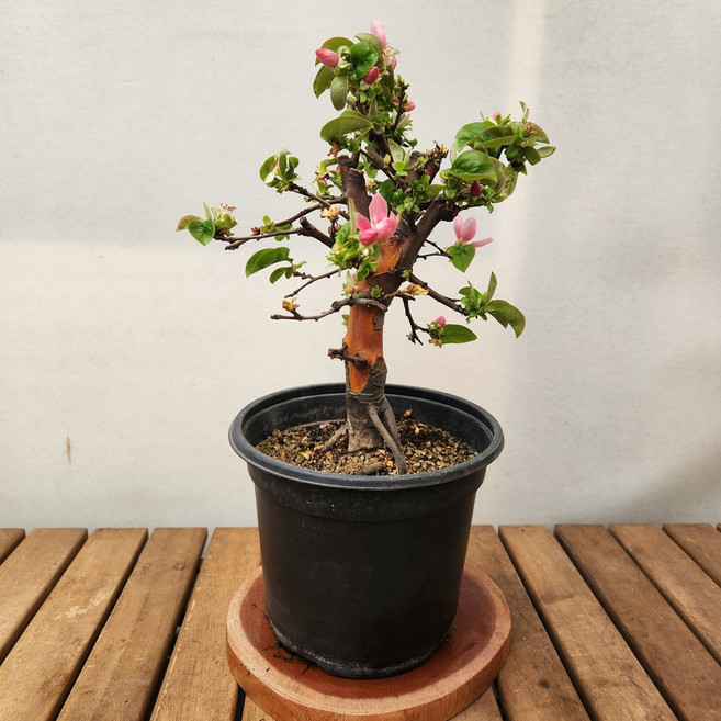 모과나무 분재소재목399 상과분재 꽃비종합원예, 1개, 사진참조