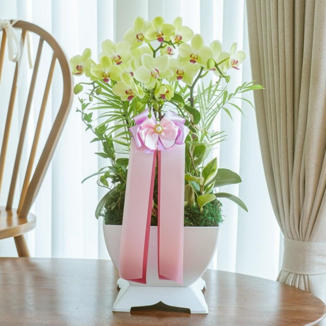 나눔플라워 전국 저가 서양란 취임 진급 승진 개업 승진란 개업란 진급란 축하 꽃배달서비스 당일꽃배달, 미니호접그린 소, 1개