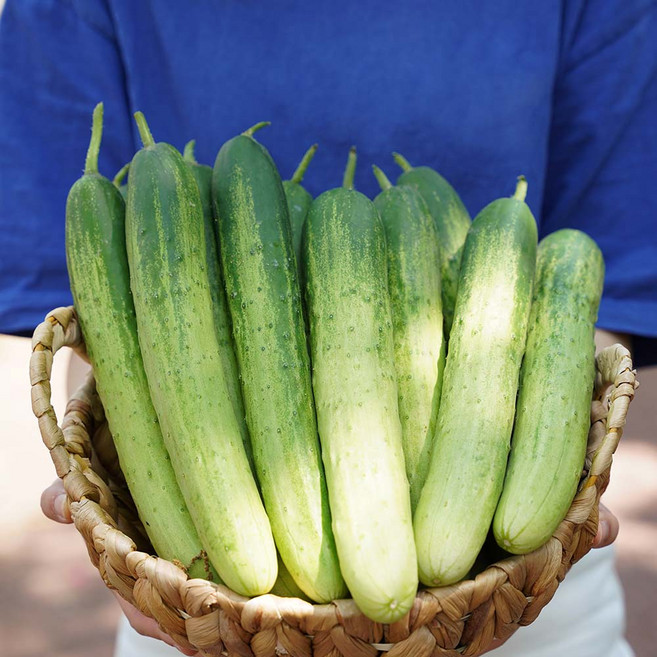 전라도청년 수분 함량 최상급 국산 백다다기 오이, 1개, 10kg(특)