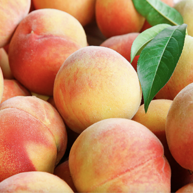 성주 12브릭스 고당도 명품 황도복숭아, 1박스, 대과 2kg