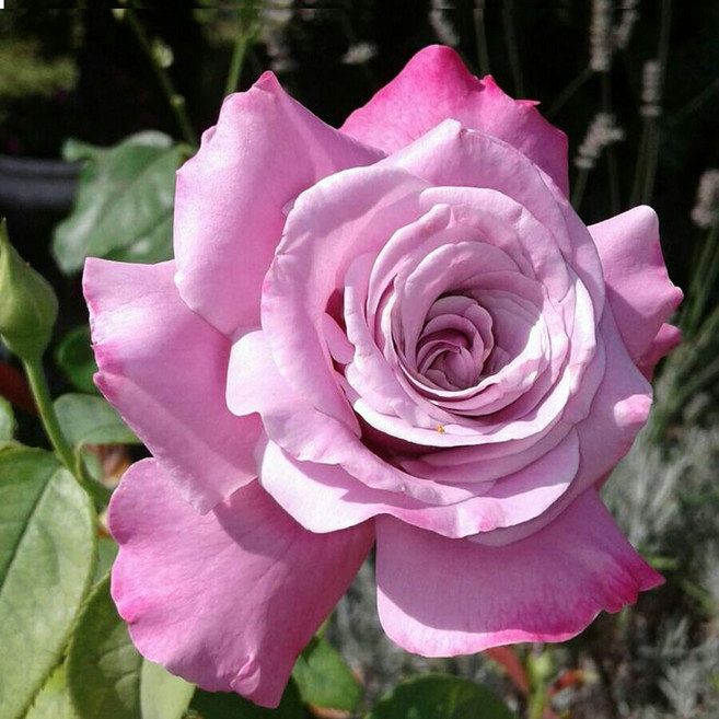 [나무인] 고급사계정원장미 블루리버(보라색)