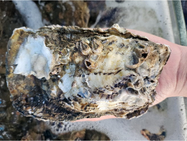 국내산 자연산 바위굴, 1박스, 돌굴 1kg(2-4미)