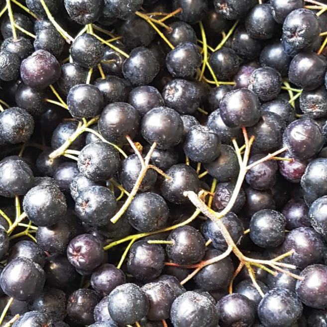 전북 고창 햇 냉동과 아로니아 특품(줄기제거) 1kg, 1개