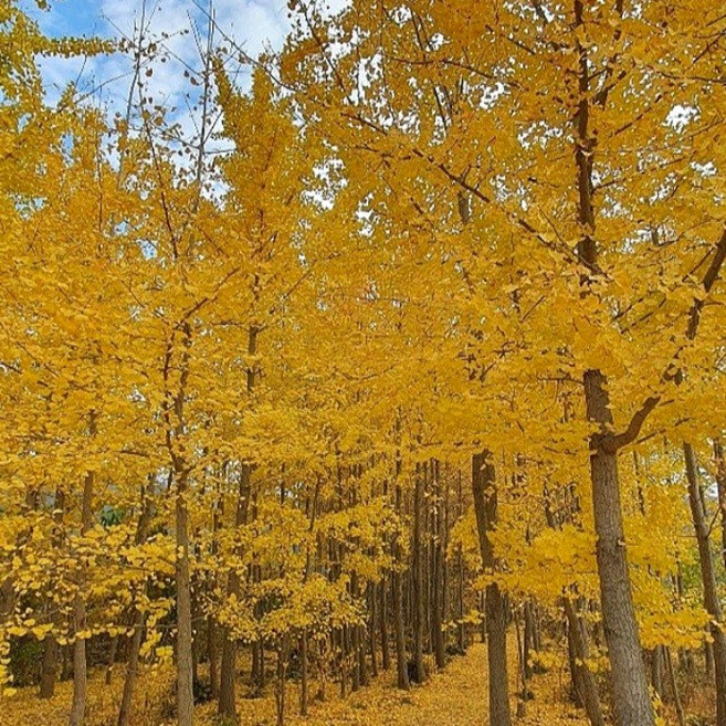 목하원예조경 은행나무 묘목 실생2년생 노지월동 공원조경나무 가로수 정원수, 1개
