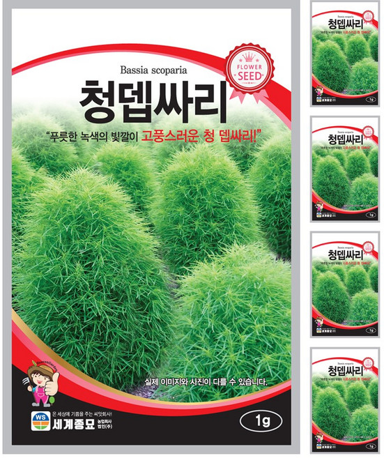 청뎁싸리 씨앗 꽃씨 1g 꽃씨앗 세계종묘 모칸도, 5개