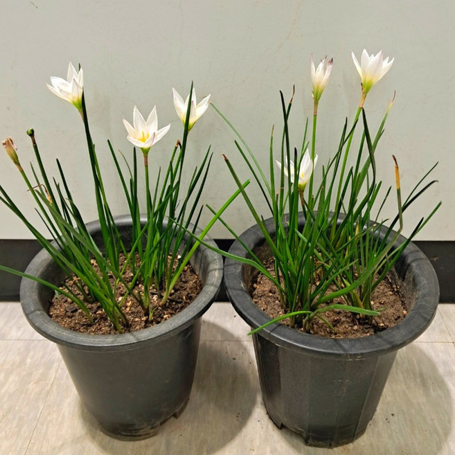 [이삽저삽] 흰꽃나도샤프란 화분2개(키30cm내외/화분포함)큰모종 다년생 수선화과 개화주 알뿌리 야생화 나도샤프란 관상용