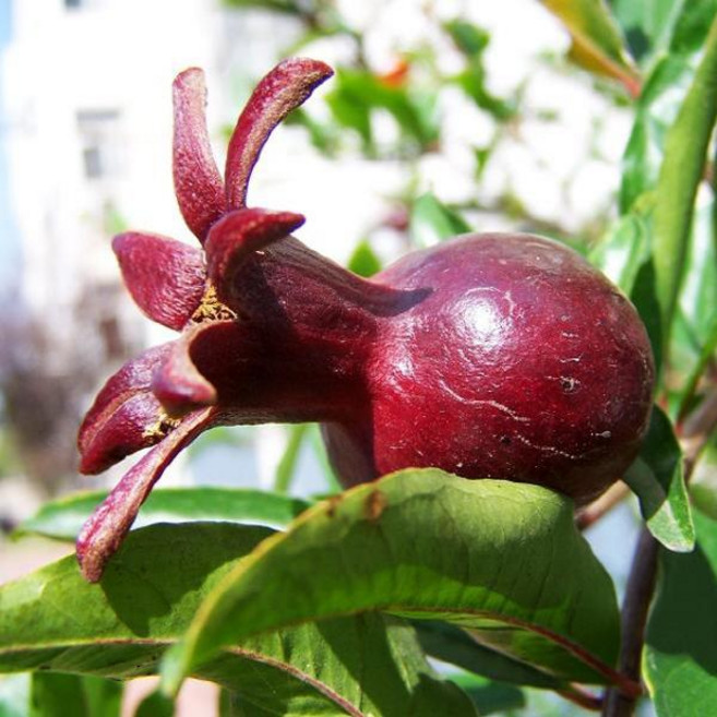 흑황후 흑석류나무 묘목 삽목 1년/다섯주묶음 HK103