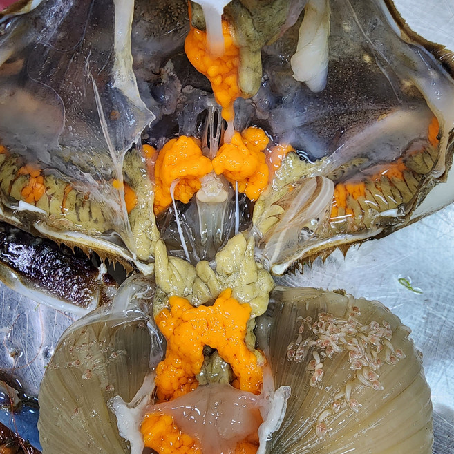 서해 5도 활 암꽃게 알 꽉 찬 간장게장 용 꽃게, 1박스, 대 2kg