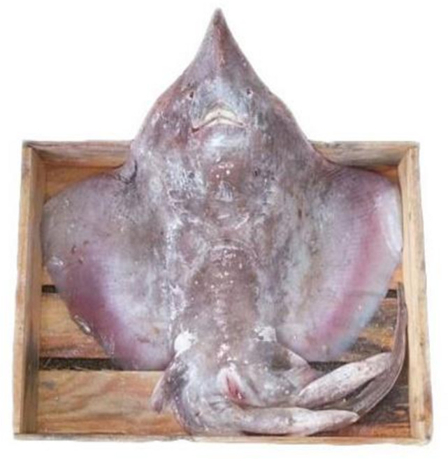 전복마을 국내산 홍어1마리5kg내외(애 뼈 포함), 1개