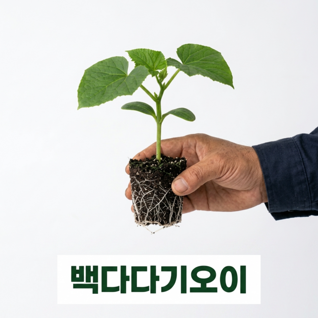 [세종육묘장 직판] 백다다기오이 모종 5개 텃밭 주말농장 베란다채소
