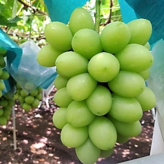 포도나무 묘목 접목1년생, 쥬얼머스켓, 1개 - 쿠팡