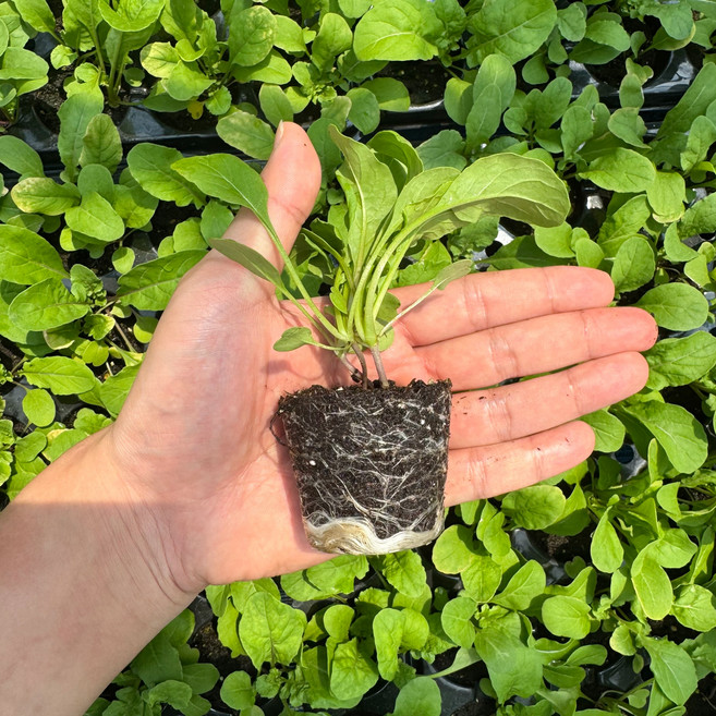 루꼴라 모종 4개 / 티움육묘장 텃밭 채소 모종, 1개