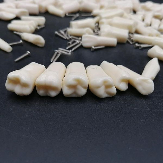 치과재료 가짜이빨 임시치아 레진 타이포돈 치과용 28개 치아 수지 11개 A, 전치아 28개 칼못 포함