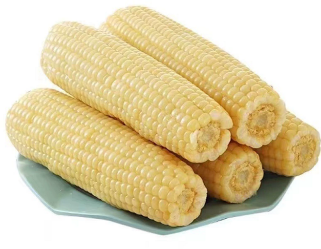 [강원도찰옥수수] 15cm내외 쫀득쫀득 생급냉 찰옥수수, 1박스, 30개