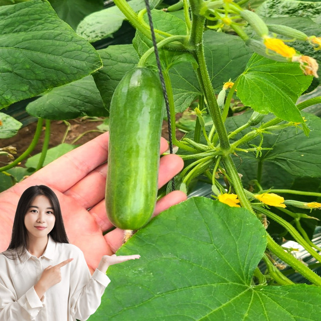 6위 - 청담농수산 미니오이 스낵오이, 1개, 4kg (정품)