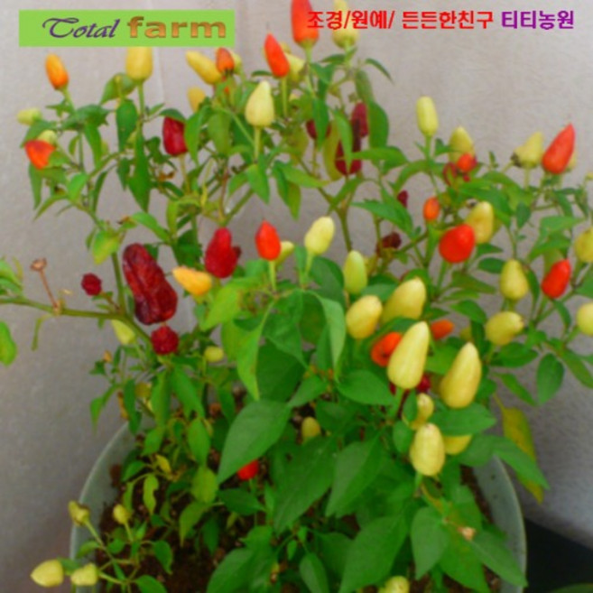 씨앗나라) 청약고추보다 더 매운 삼색하늘고추 5 립, 1개
