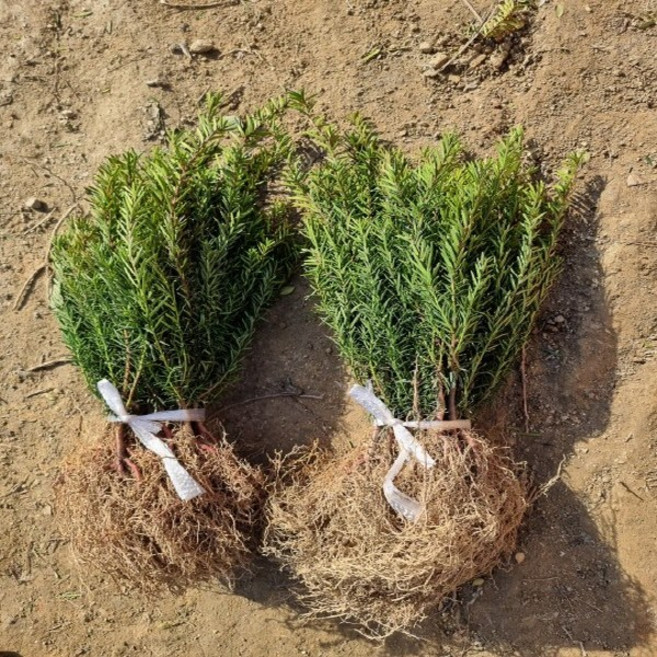 착한가격 나무생각 / 주목나무 / 실생3년(특) / 1등묘, 1개