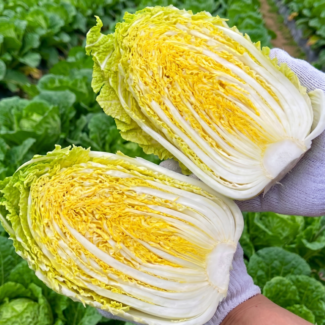 해가온 해남 알배추 쌈배추 알배기배추 4kg 8kg 8-12포기, 1개, 4kg(4-6포기)