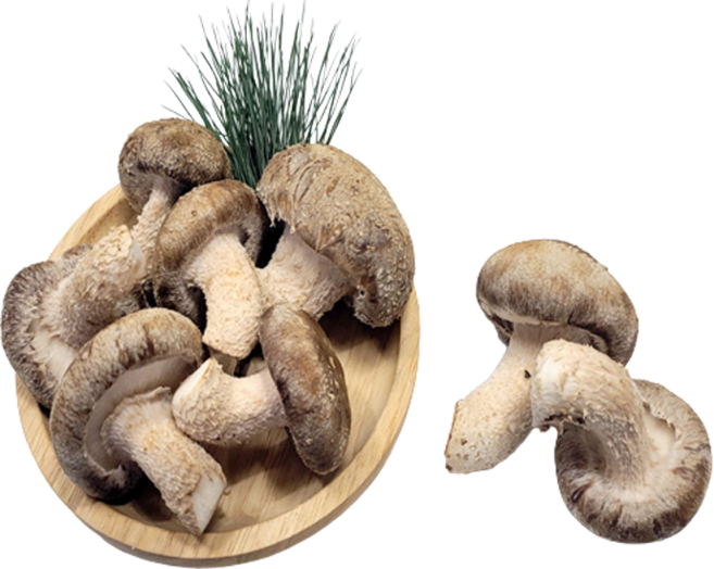 송향버섯 실속형 무농약 친환경 재배, 1박스, 가정용 식당용1kg