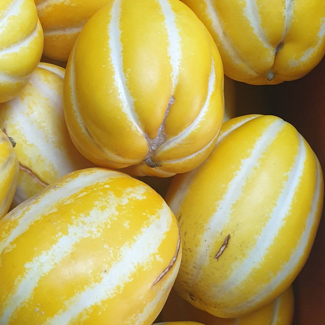 [한정특가] 성주산지직송 !! 성주 꿀 참외10kg /가정용못난이 (흠과), 10kg, 1박스