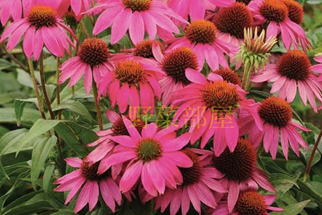 紫松花菊(紫錐花)種子 中包裝 花色美 可多年生品種, 1包