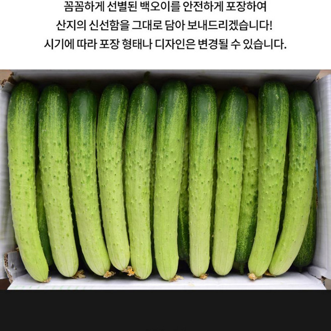 아삭하고 신선한 상주 백오이 백다디기오이 3kg, 2Kgx1박스