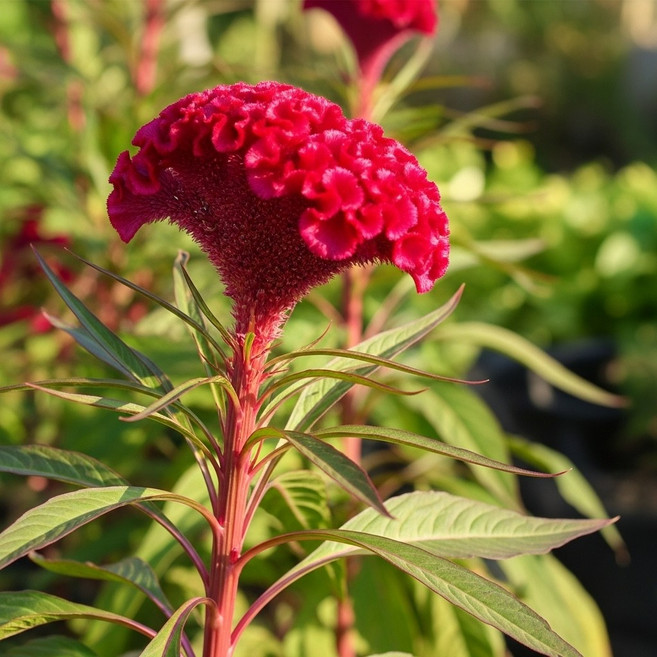 비그린몰 여우꼬리 맨드라미 플라밍고 코스모스 씨앗 외, 맨드라미 180립