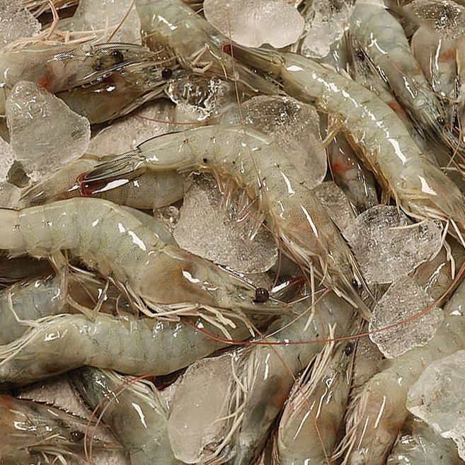 바다해수산 생물대하 자연산 대하 국내산 활새우, 1박스, 1kg(자연산대하 특)