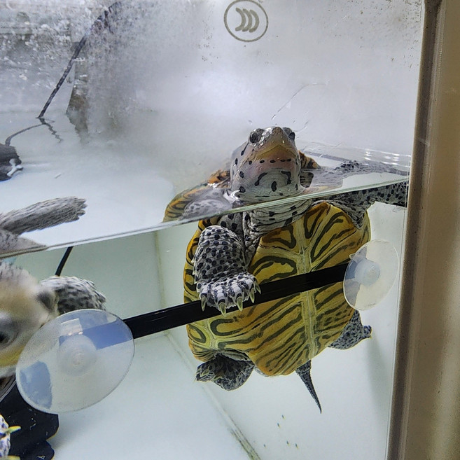 거북이 쉼쉬기 안전바 터틀홈, 2개, 블랙