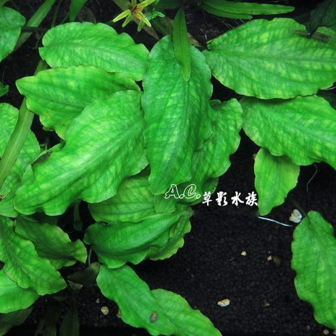 AC草影 水草造景 魚缸裝飾 水生植物 Lagenandra meeboldii /Green Type/ 中景草 陽性草, 1個